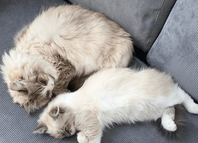 めありーの猫