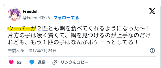 ウーパールーパーを飼っている