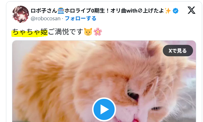 ロボ子さんの猫:ちゃちゃ姫