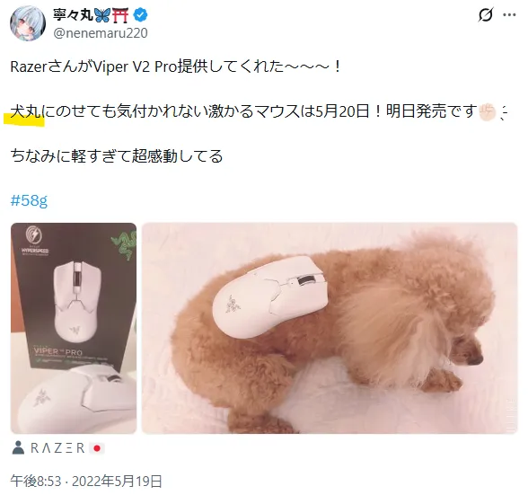 トイプードルを飼っている